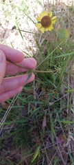 Helenium brevifolium