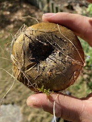 Lactarius turpis
