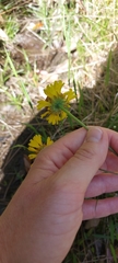 Helenium brevifolium