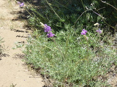 Lupinus hyacinthinus