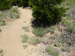 Lupinus hyacinthinus