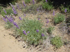 Lupinus hyacinthinus