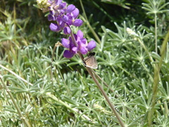 Lupinus hyacinthinus