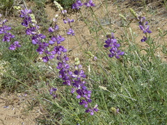 Lupinus hyacinthinus
