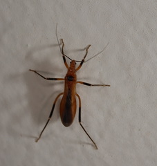 Micropolytoxus hackeri