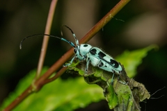 Paraglenea fortunei
