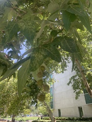 Platanus × hispanica