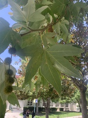Platanus × hispanica