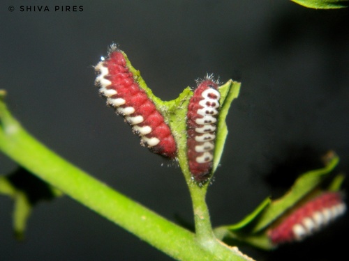 Megathecla cupentus