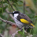 White-cheeked Honeyeater - Photo (c) Marj Kibby, some rights reserved (CC BY-NC)