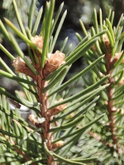Picea obovata