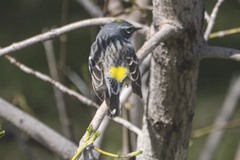 Setophaga coronata
