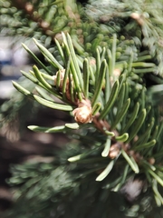 Picea obovata