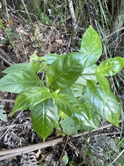 Geniostoma ligustrifolium