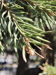 Picea obovata