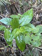 Geniostoma ligustrifolium
