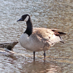 Branta canadensis