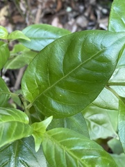 Geniostoma ligustrifolium