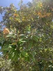 Magnolia grandiflora