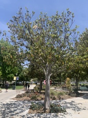 Magnolia grandiflora