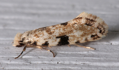 Nemapogon auropulvella