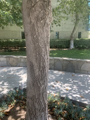 Magnolia grandiflora