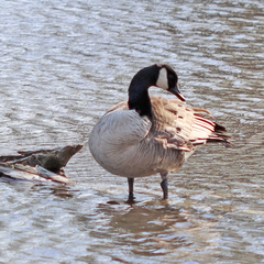 Branta canadensis