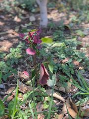 Acalypha monostachya