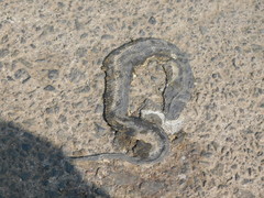 Homalopsis buccata