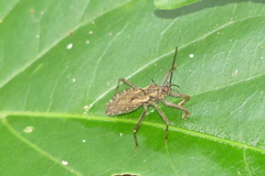 Rhachicephala dilatibia