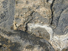 Homalopsis buccata