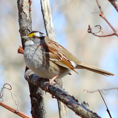 Zonotrichia albicollis