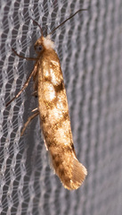 Argyresthia alternatella