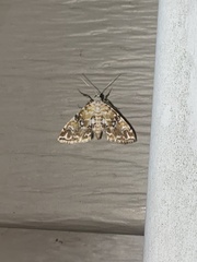 Elophila faulalis