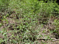Hosackia crassifolia crassifolia