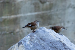 Cinclodes atacamensis