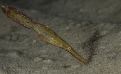 Solenostomus cyanopterus
