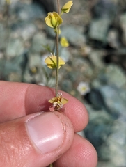 Streptanthus polygaloides