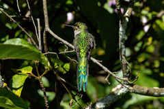 Taphrolesbia griseiventris