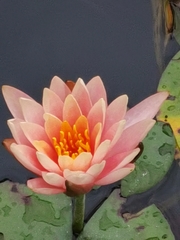 Nymphaea