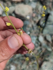 Streptanthus polygaloides