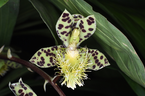 Bearded Catasetum (Catasetum barbatum)