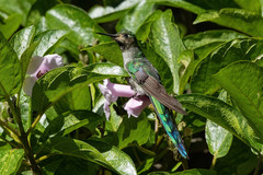 Taphrolesbia griseiventris