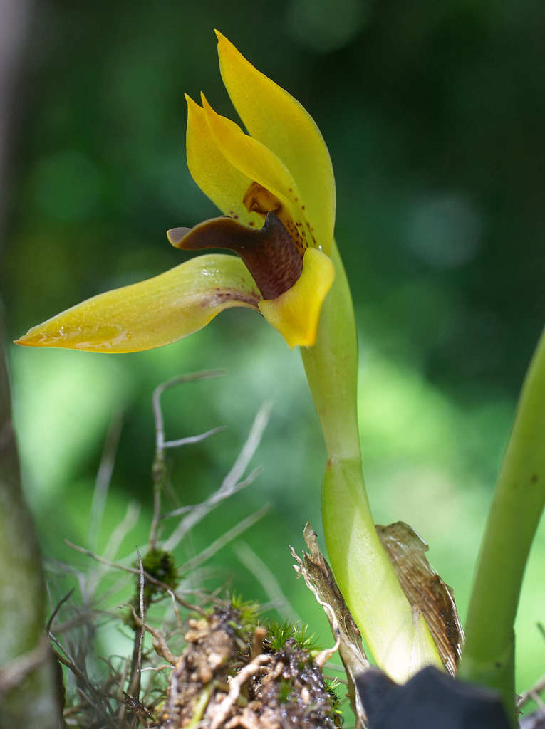 cowl-carrying maxillaria