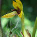 Maxillaria cucullata - Photo (c) Sune Holt, μερικά δικαιώματα διατηρούνται (CC BY-NC), uploaded by Sune Holt