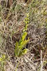 Stenoptera peruviana