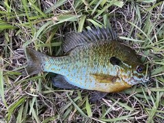 Lepomis auritus × macrochirus