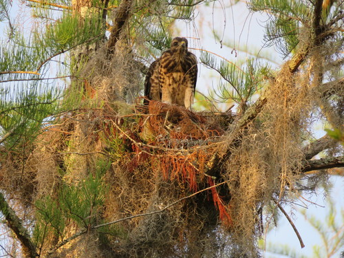 Buteo jamaicensis image