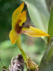 Maxillaria cucullata