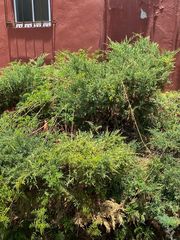 Erythrostemon gilliesii